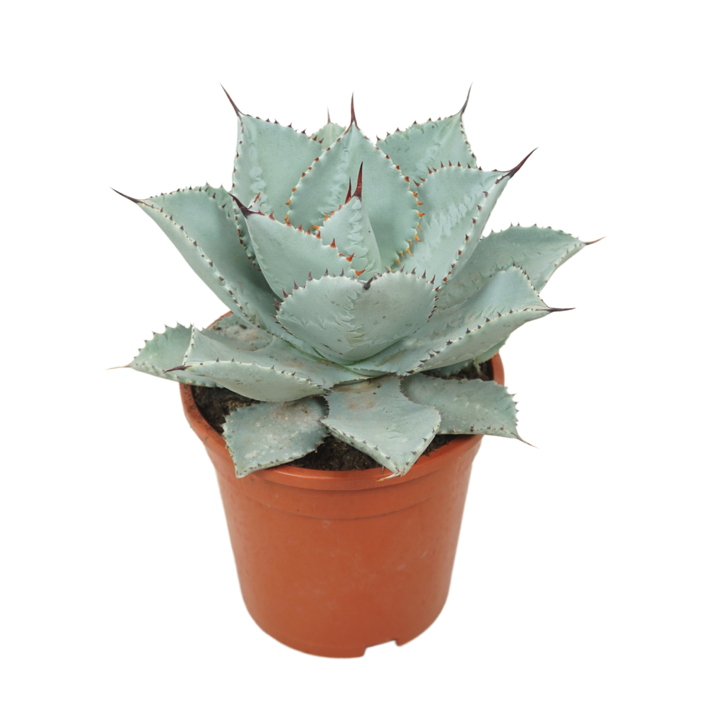 Agave dragon toes 17 cm.