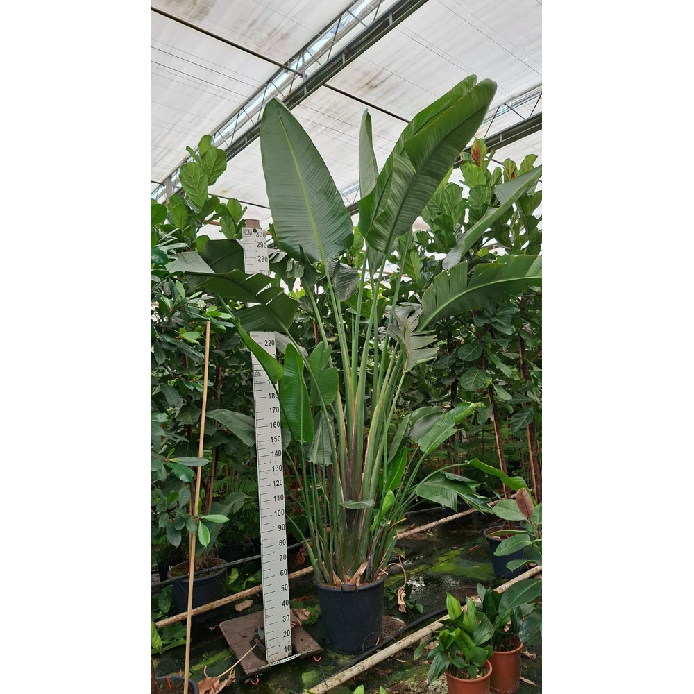 Strelitzia Nicolai bush XXL.