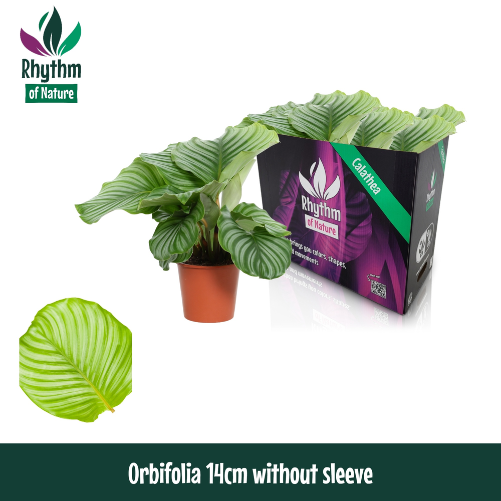 Calathea 14cm Orbiflolia Rhythm of Nature zonder h.