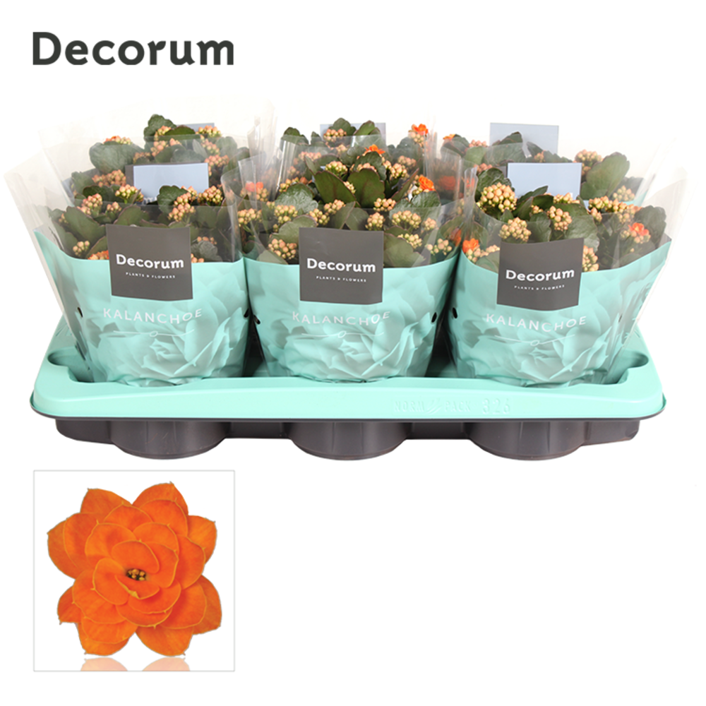 Kalanchoe Decorum - Orange.