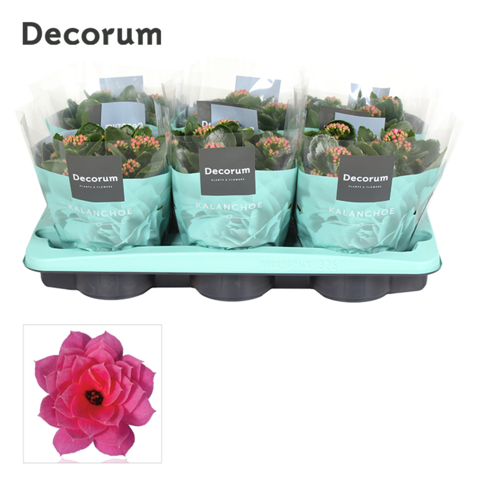 Kalanchoe Decorum - Pink.