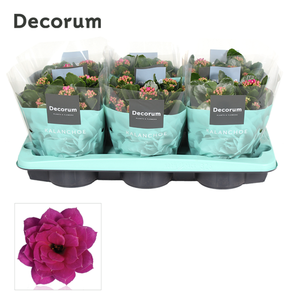 Kalanchoe Decorum - Purple.