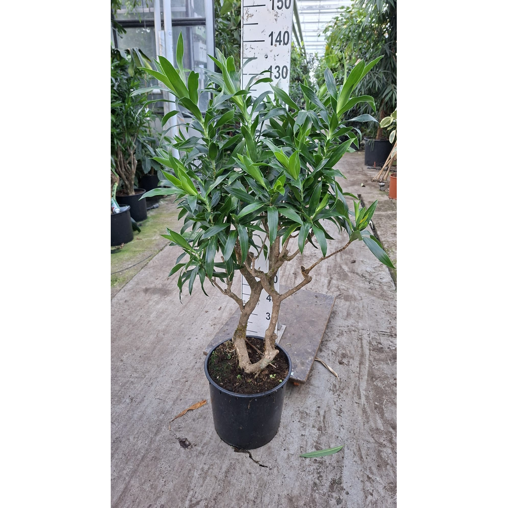 Dracaena Reflexa Pleomele 150.