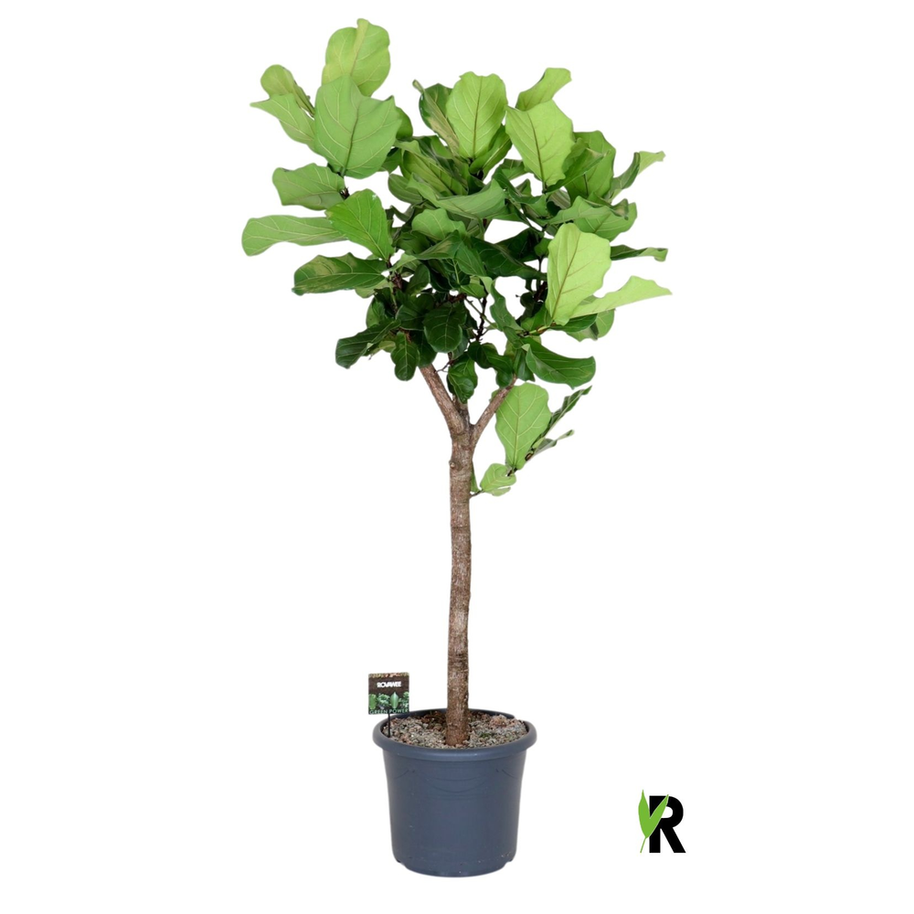Ficus Lyrata op stam.