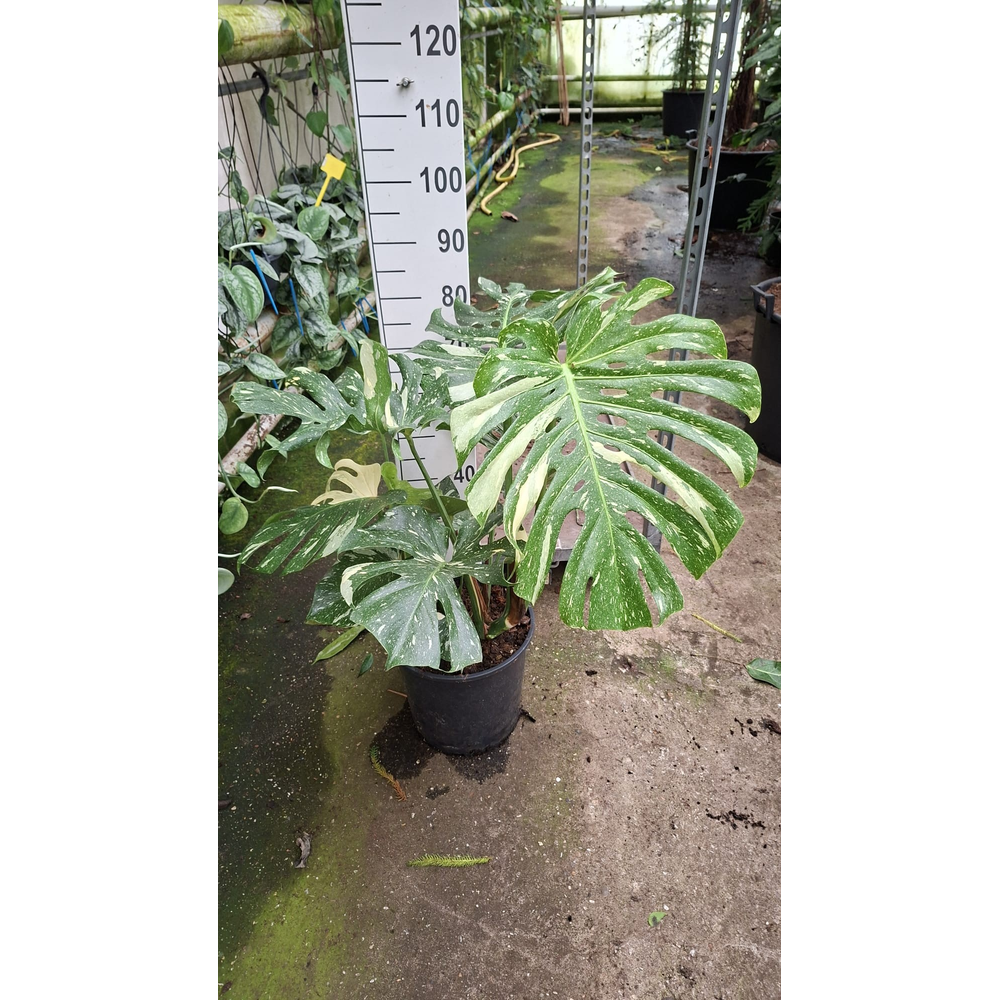 Monstera Deliciosa Thai Constellation.