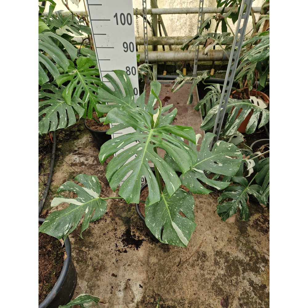 Monstera Deliciosa Thai Constellation.