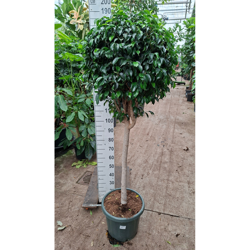 Ficus Danielle rechte stam.