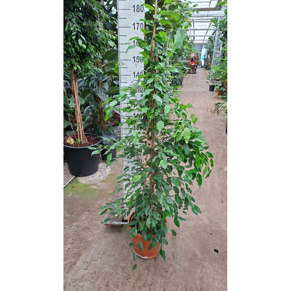 Ficus exotica piramide 180.