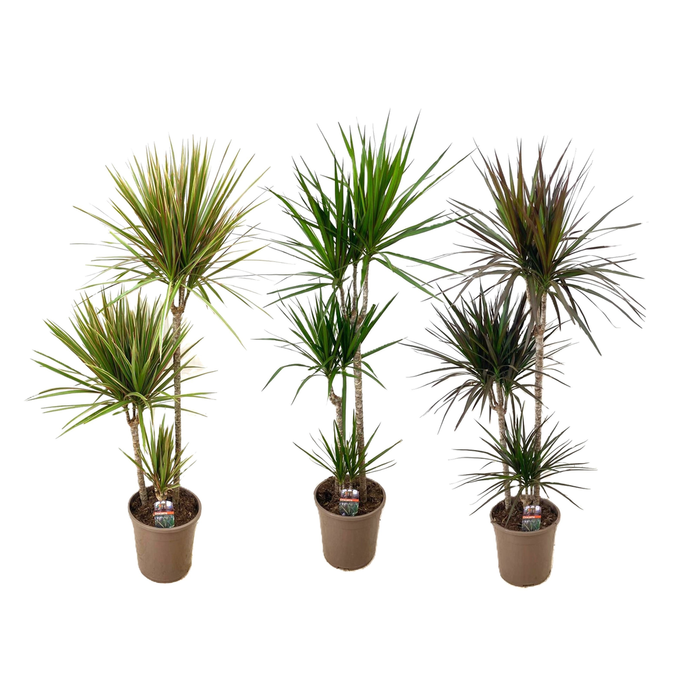 Dracaena marginata mix.