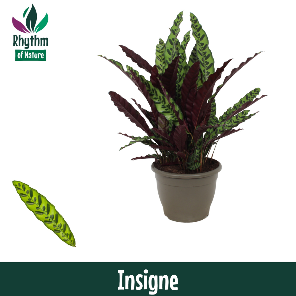 Calathea 32cm Insigne Rhythm of Nature.