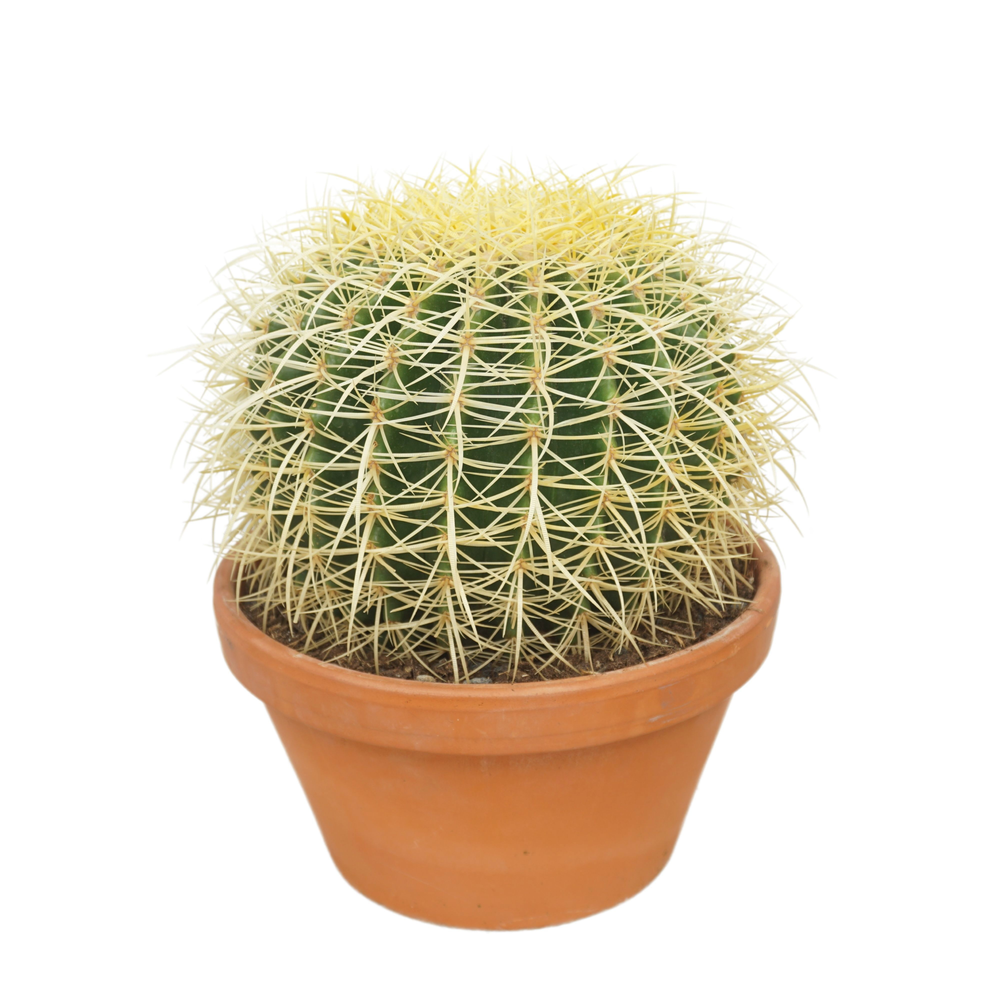 Echinocactus grusonii 27 cm.