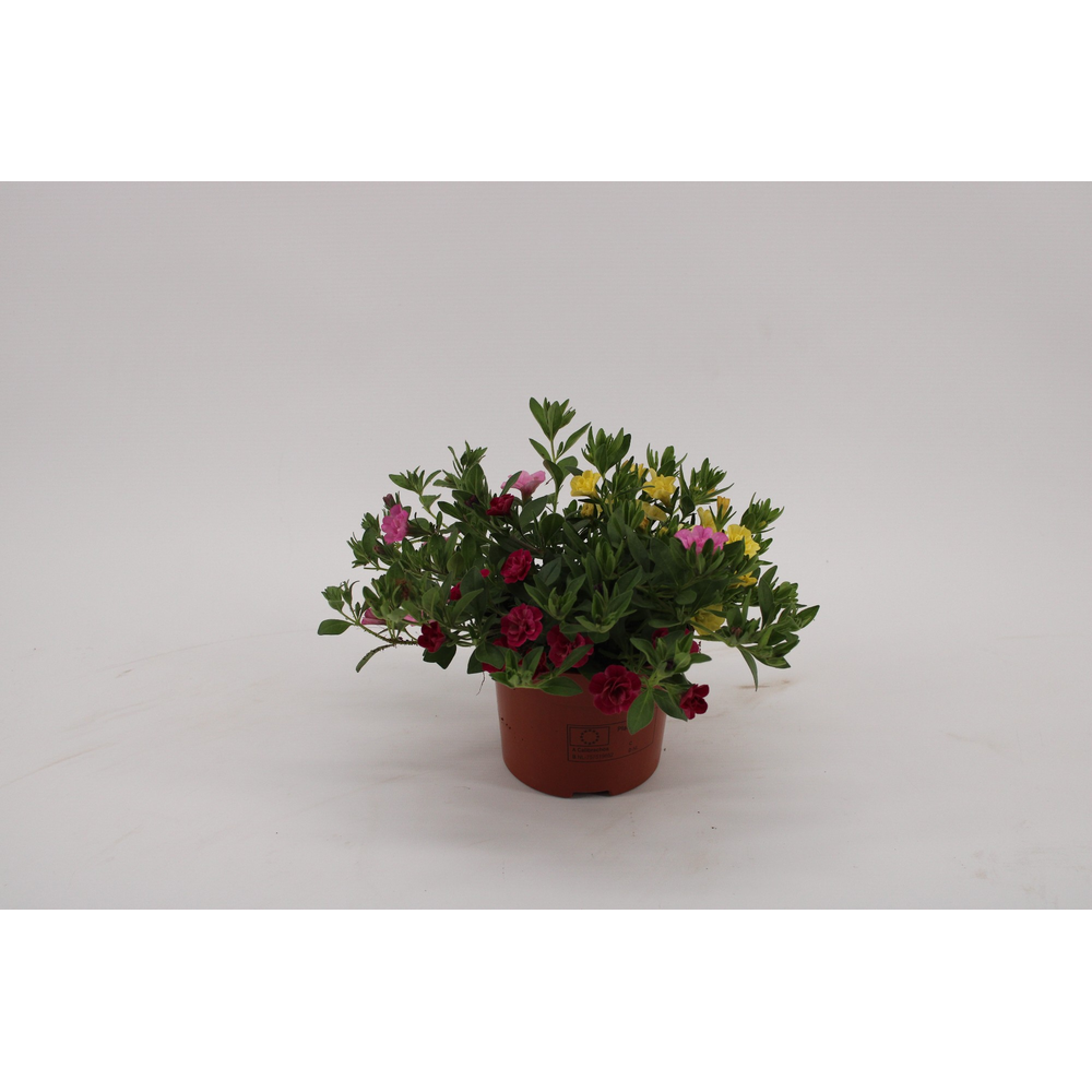 Calibrachoa 'MyBonnie' YellowPurplePink.