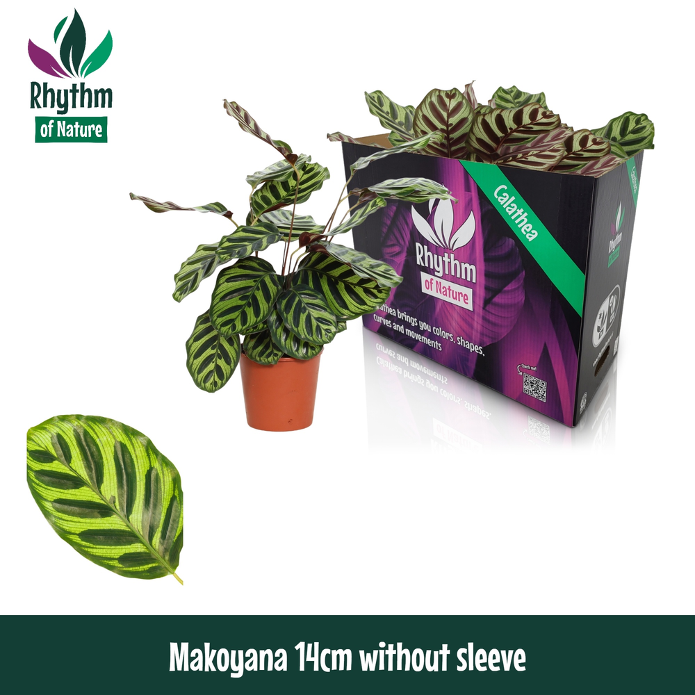 Calathea 14cm Makoyana Rhythm of Nature zonder hoe.