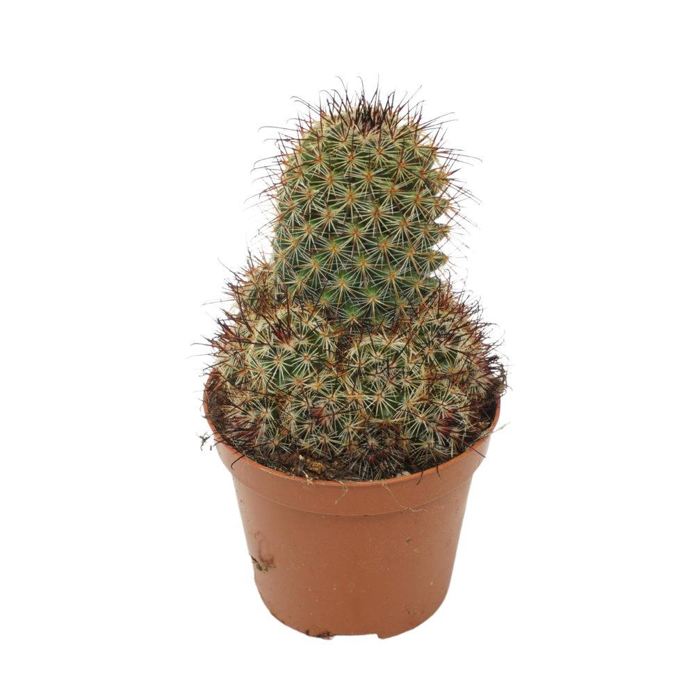 Mammillaria leptocantha 8,5 cm.