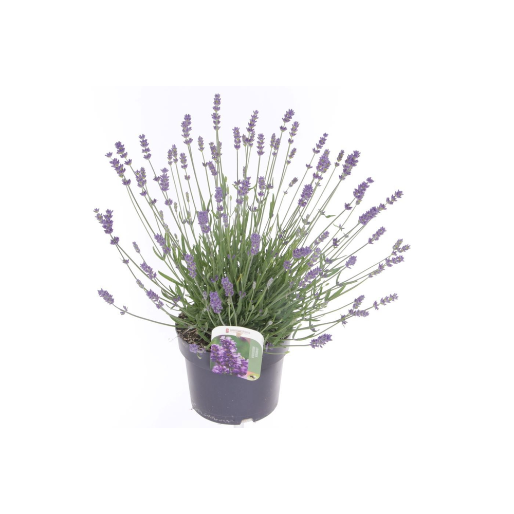 Lavandula ang. Essence Purple.