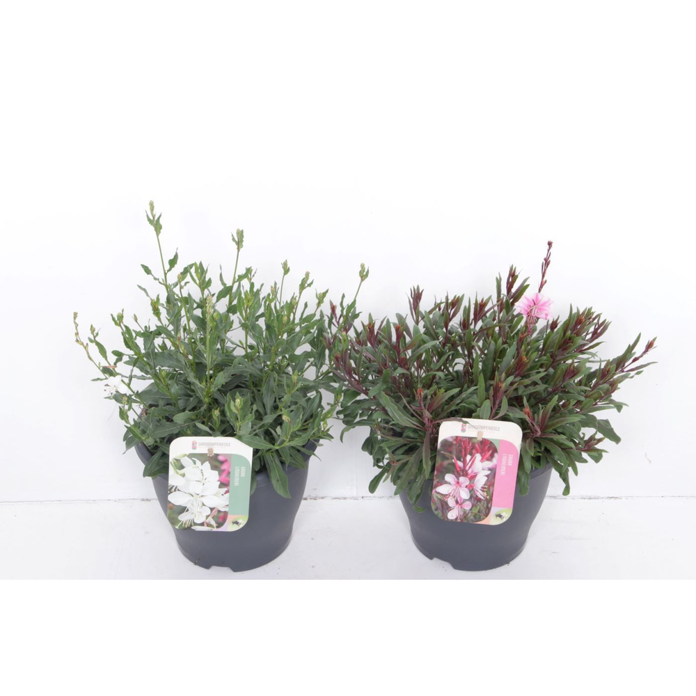 Gaura lind. mix.