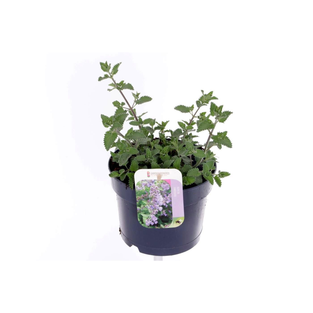 Nepeta faassenii Walkers Low.