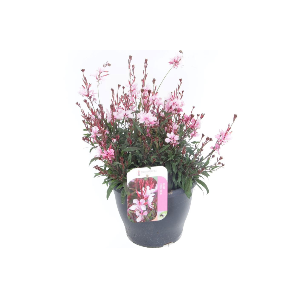 Gaura lind. Gaudi Medium Pink.
