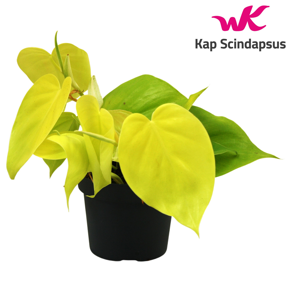 Philodendron Lime.