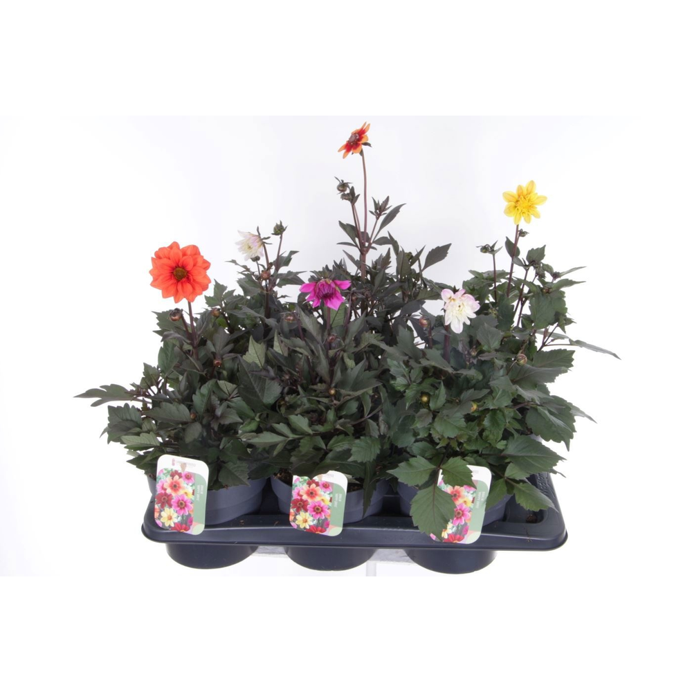 Dahlia Happy Days mix.