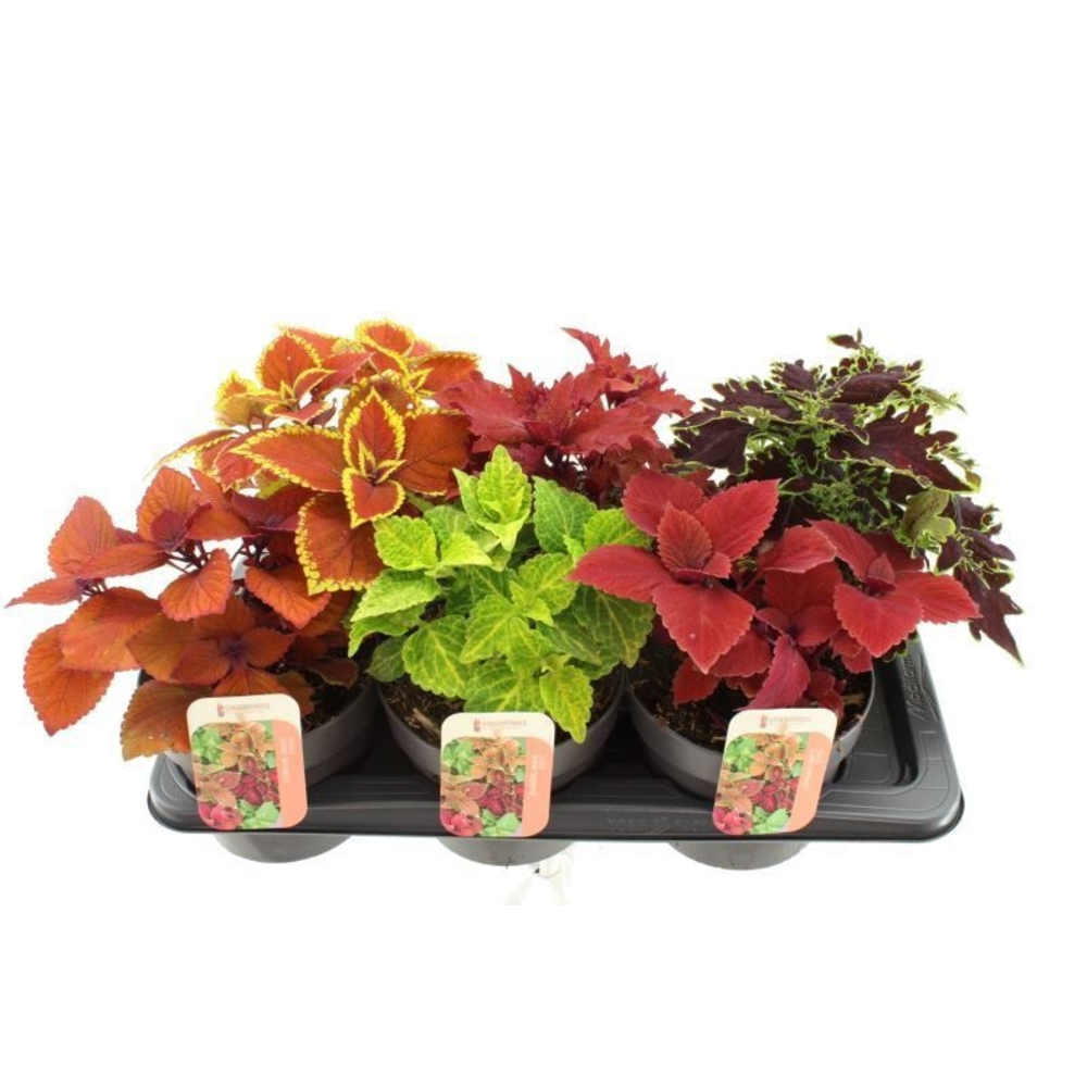 Coleus Sunfighter mix.