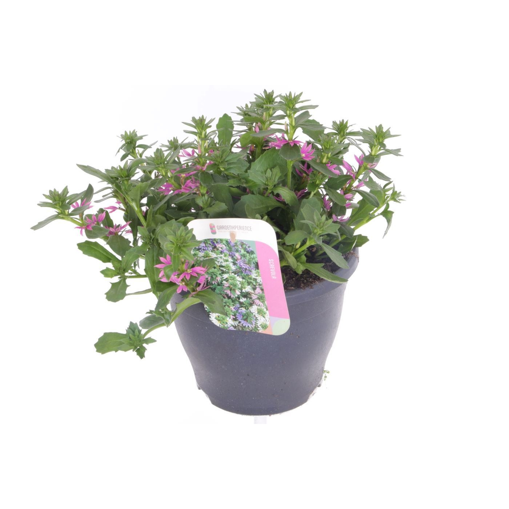 Scaevola aemula Blessing Pink.