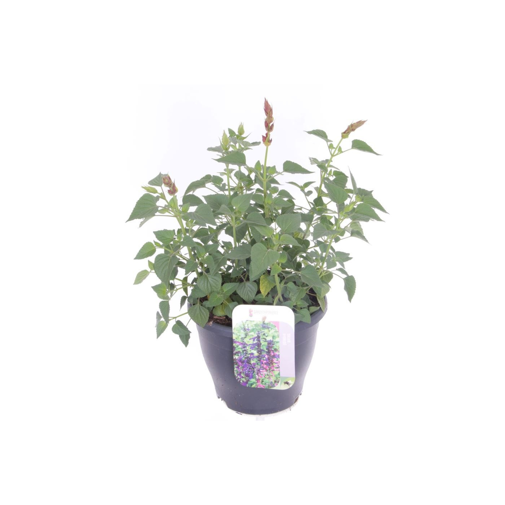 Salvia splendens Roman Red.
