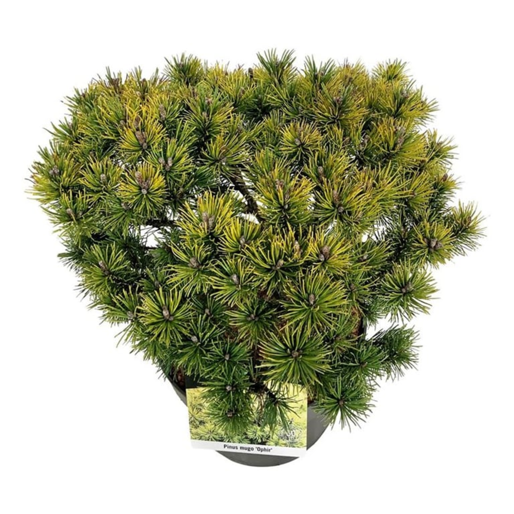 Pinus mugo 'Ophir'.