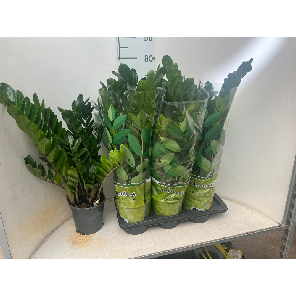 Zamioculcas P17 4+ veren.