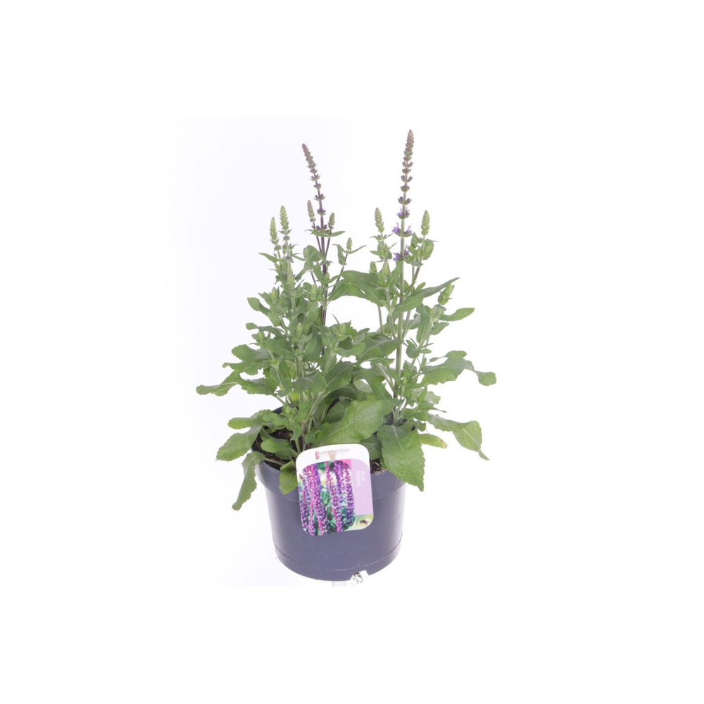 Salvia nemorosa Synchro Blue.