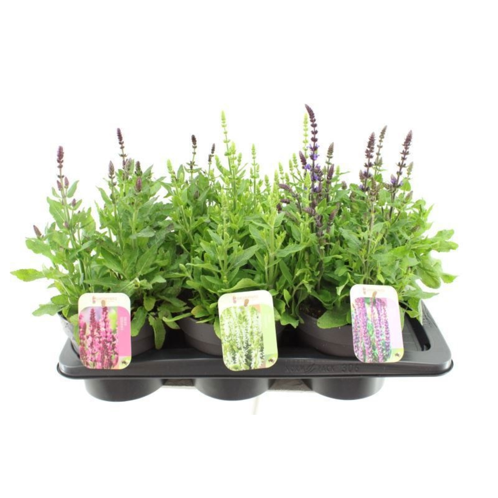 Salvia nemorosa Synchro Mix.