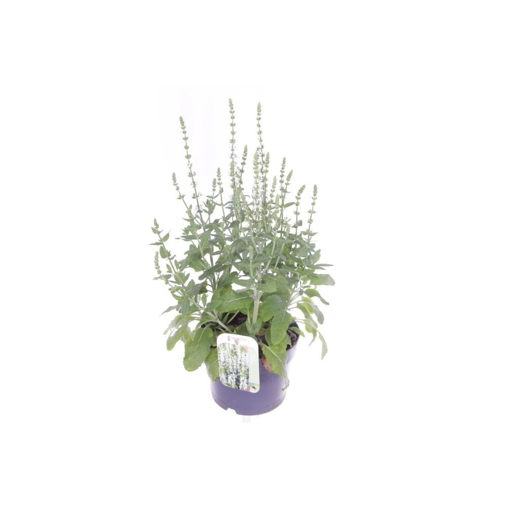 Salvia nemorosa Synchro White.