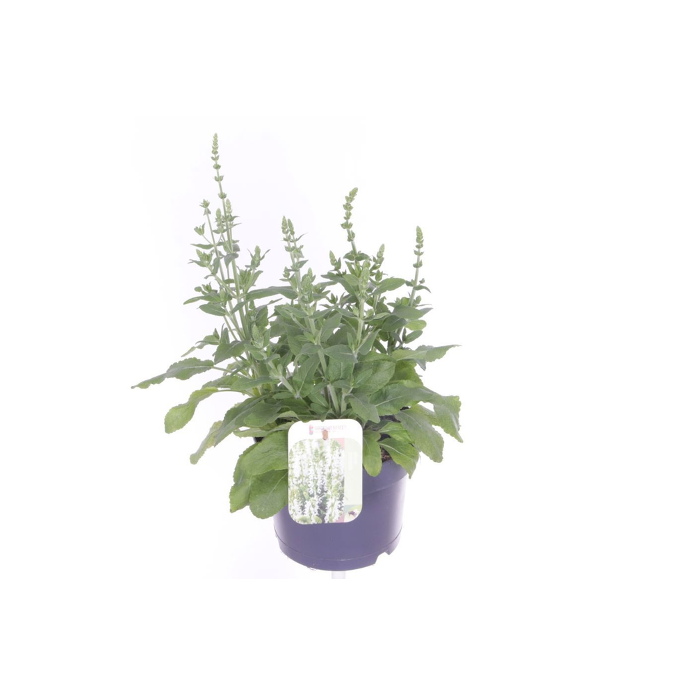 Salvia nemorosa Synchro White.