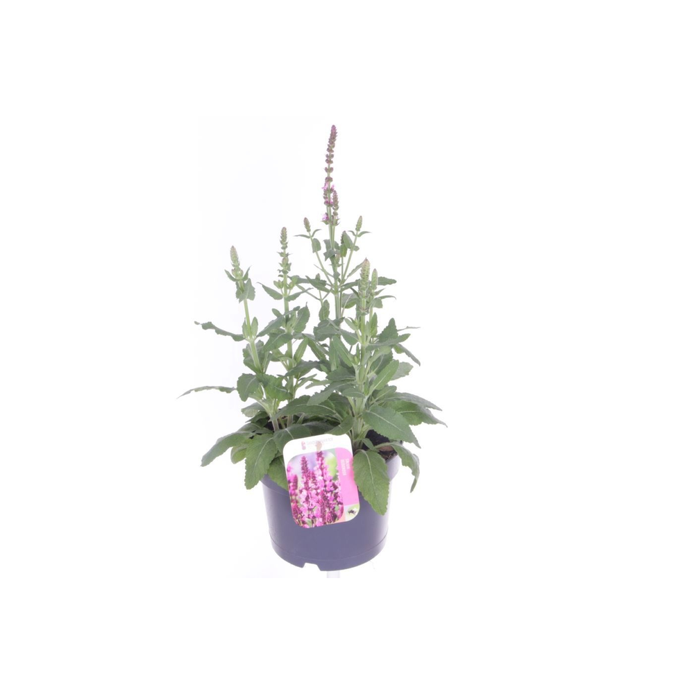 Salvia nemorosa Synchro Pink.