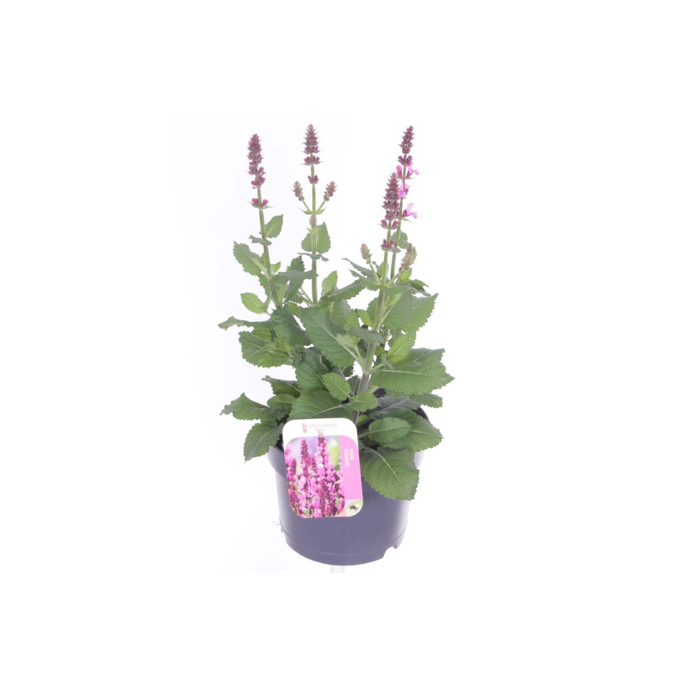Salvia nemorosa Rose Marvel.