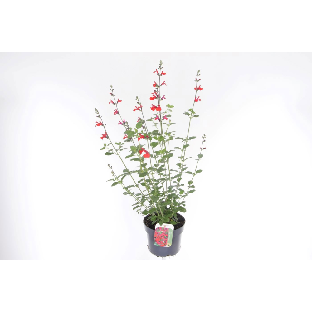 Salvia greggii Royal Bumble.
