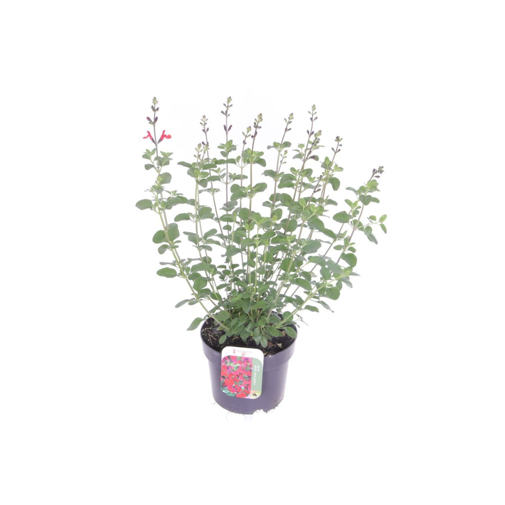 Salvia greggii Royal Bumble.