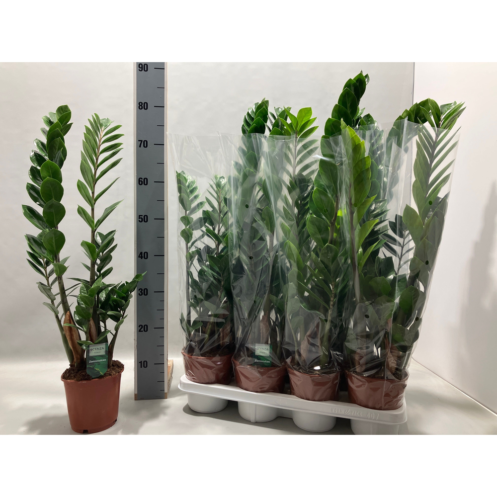 Zamioculcas 14 cm.