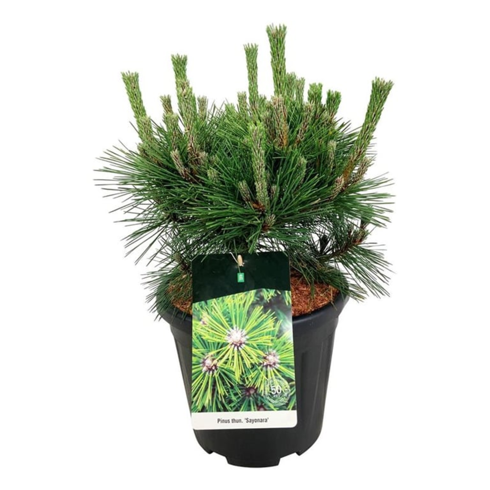 Pinus thunbergii 'Sayonara'.