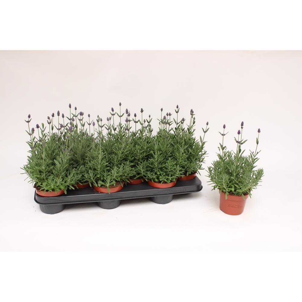 Lavandula Ang. Blue 10,5.