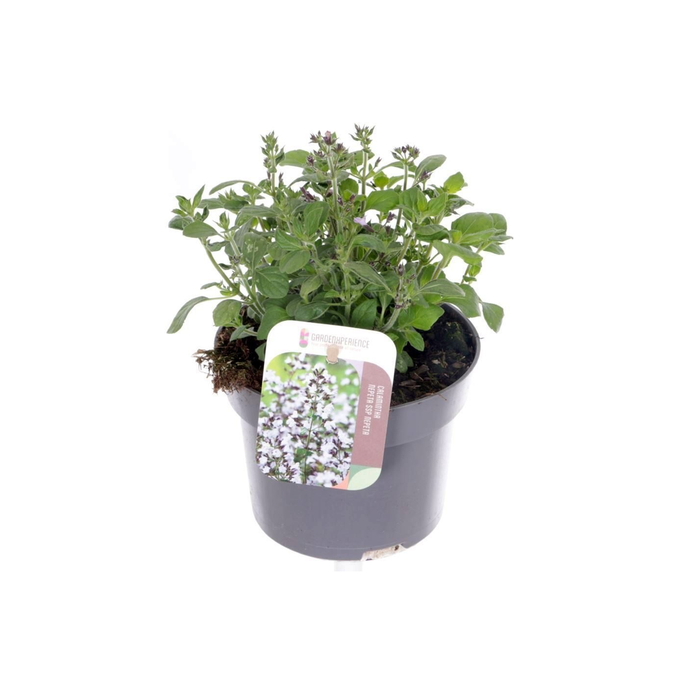 Calamintha nepeta marv. blue.