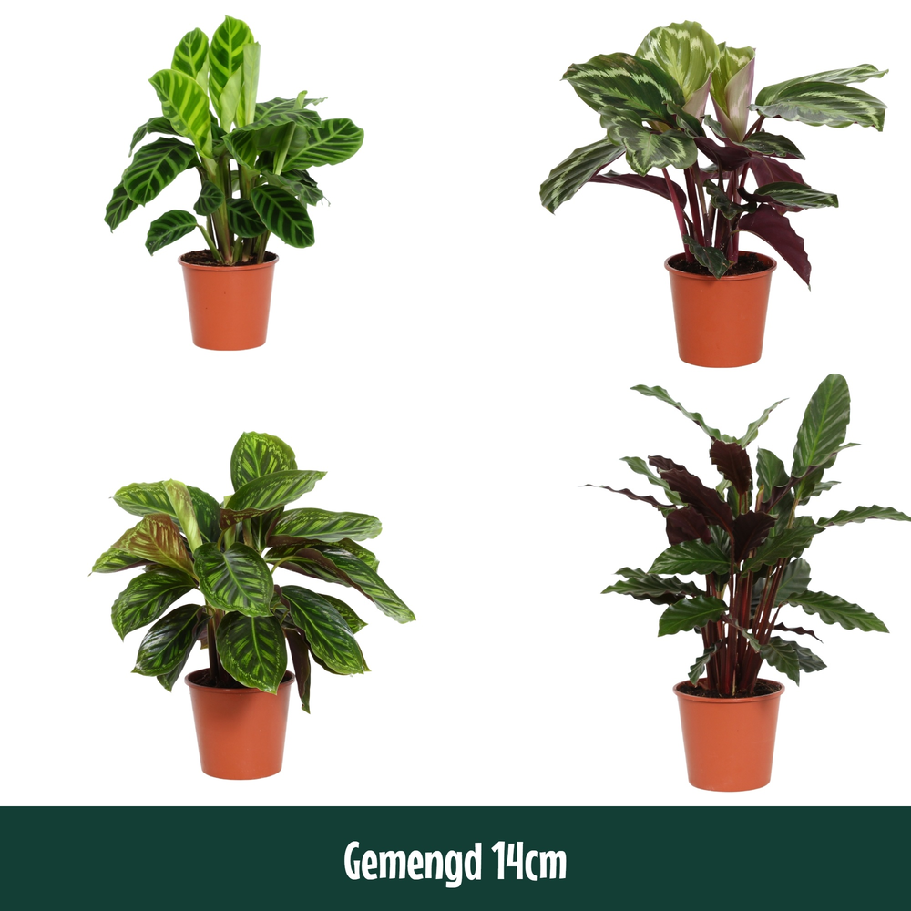 Calathea 14cm gemengd.