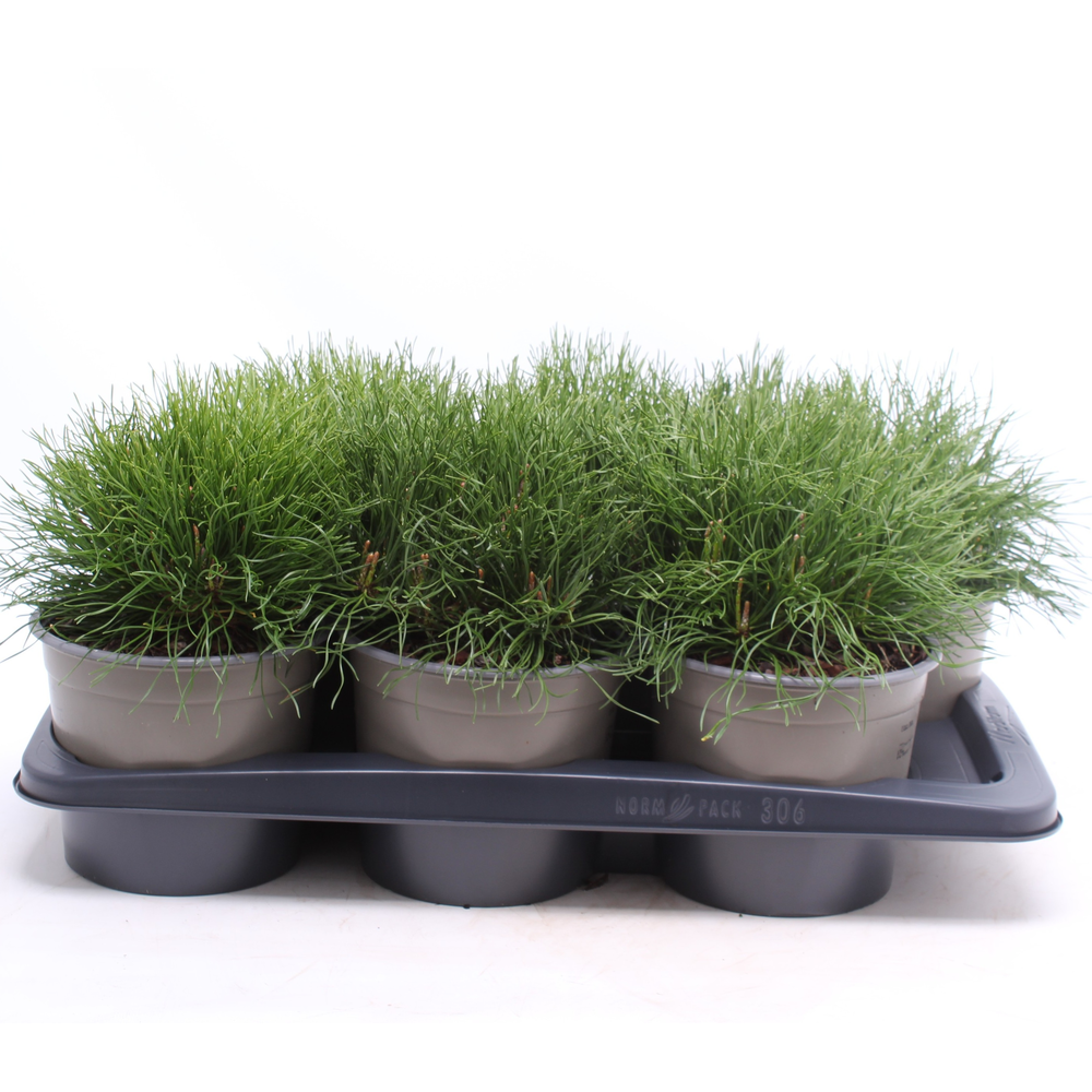 Pinus mugo mughus.