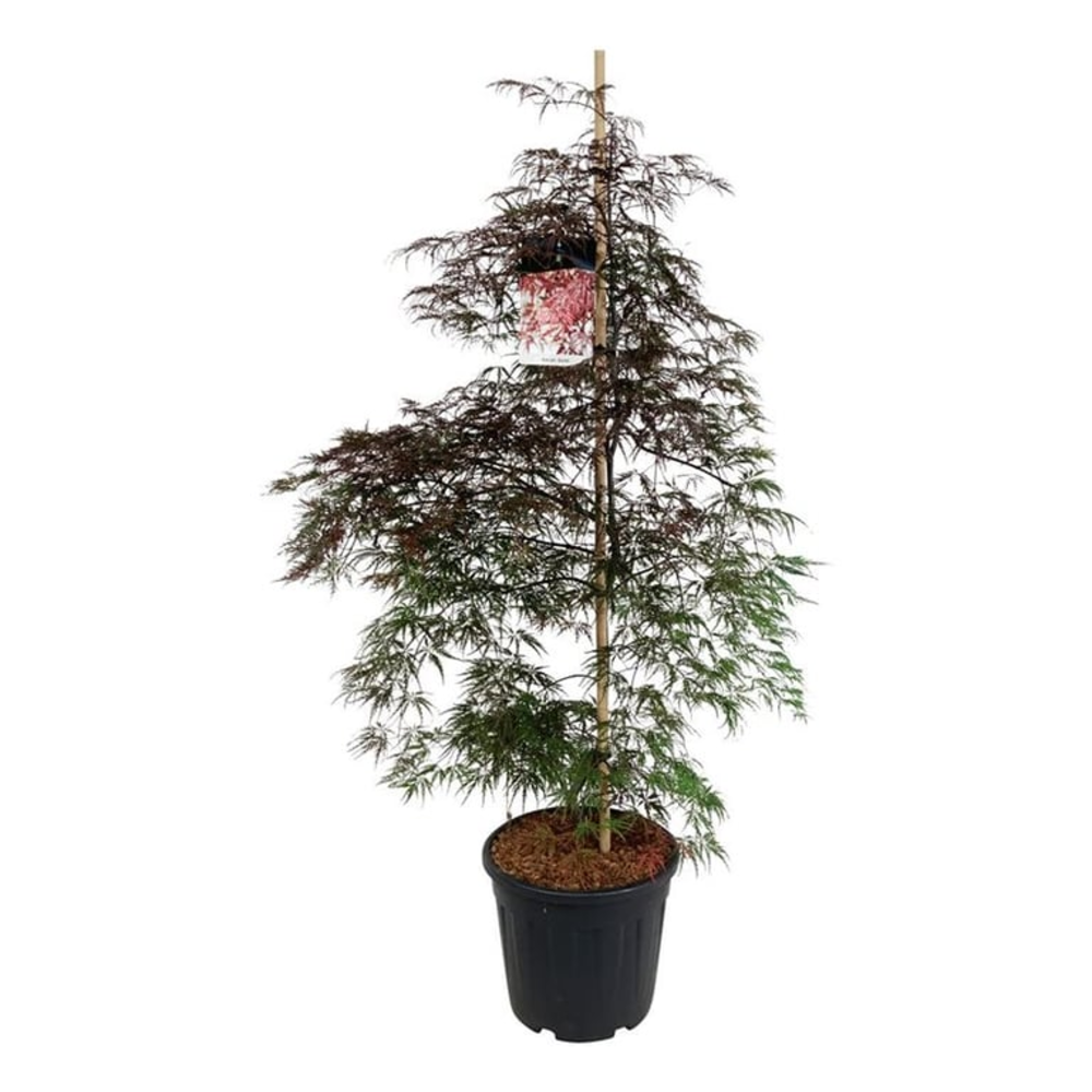 Acer pal. 'Garnet'.
