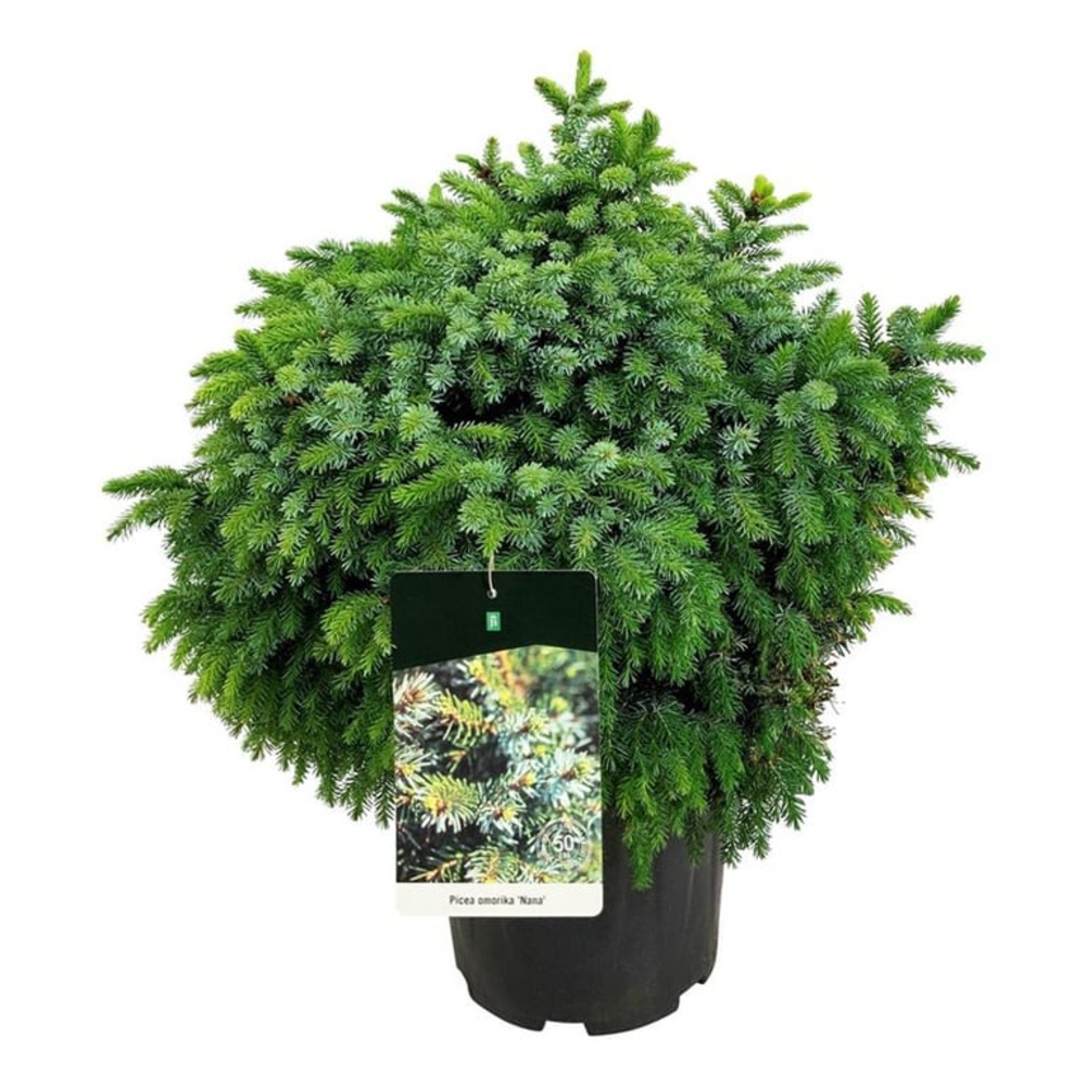 Picea omorika 'Nana'.
