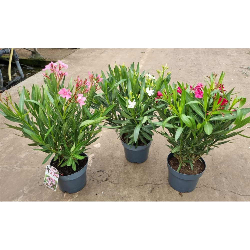 Nerium Oleander Bush - 1153.