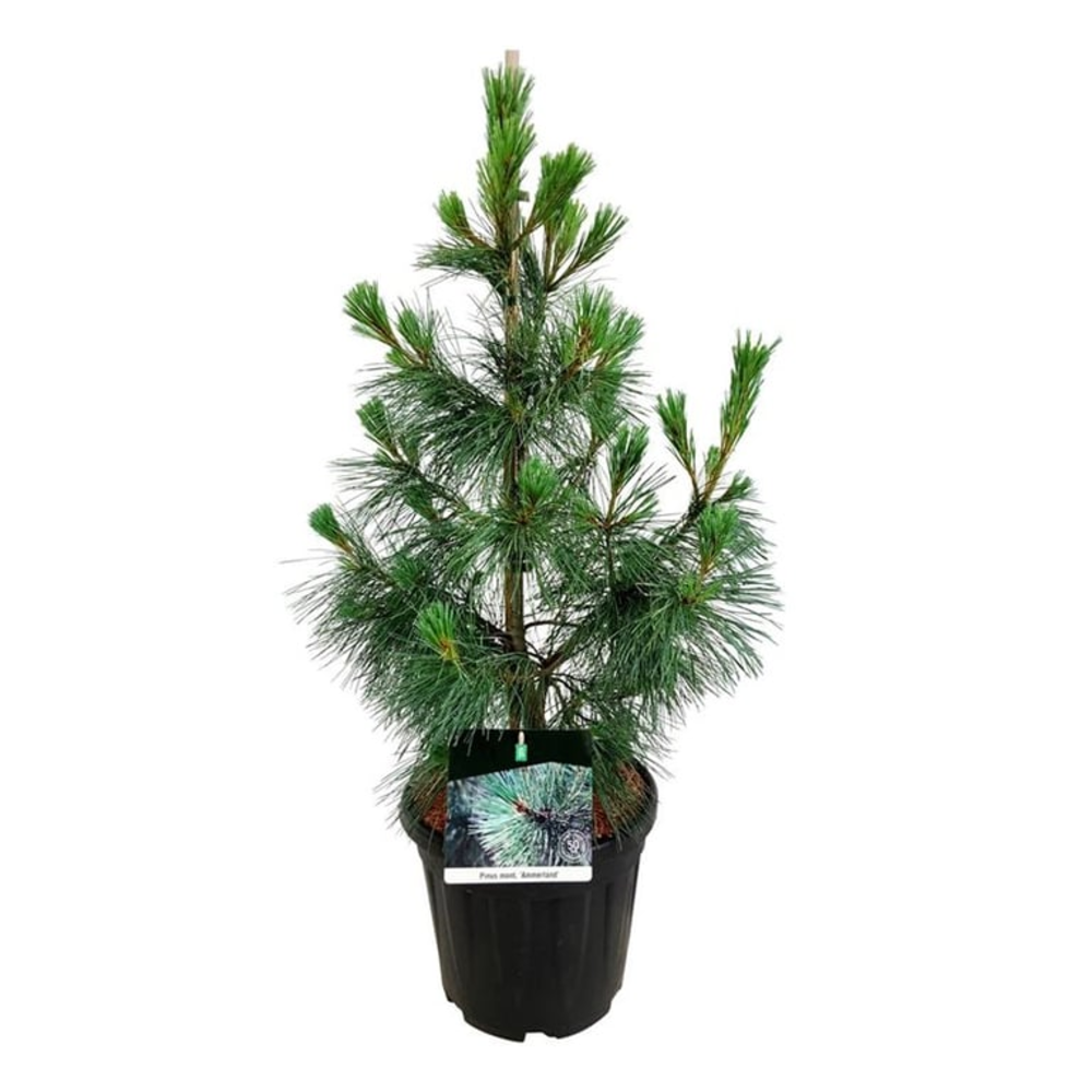 Pinus mont. 'Ammerland'.