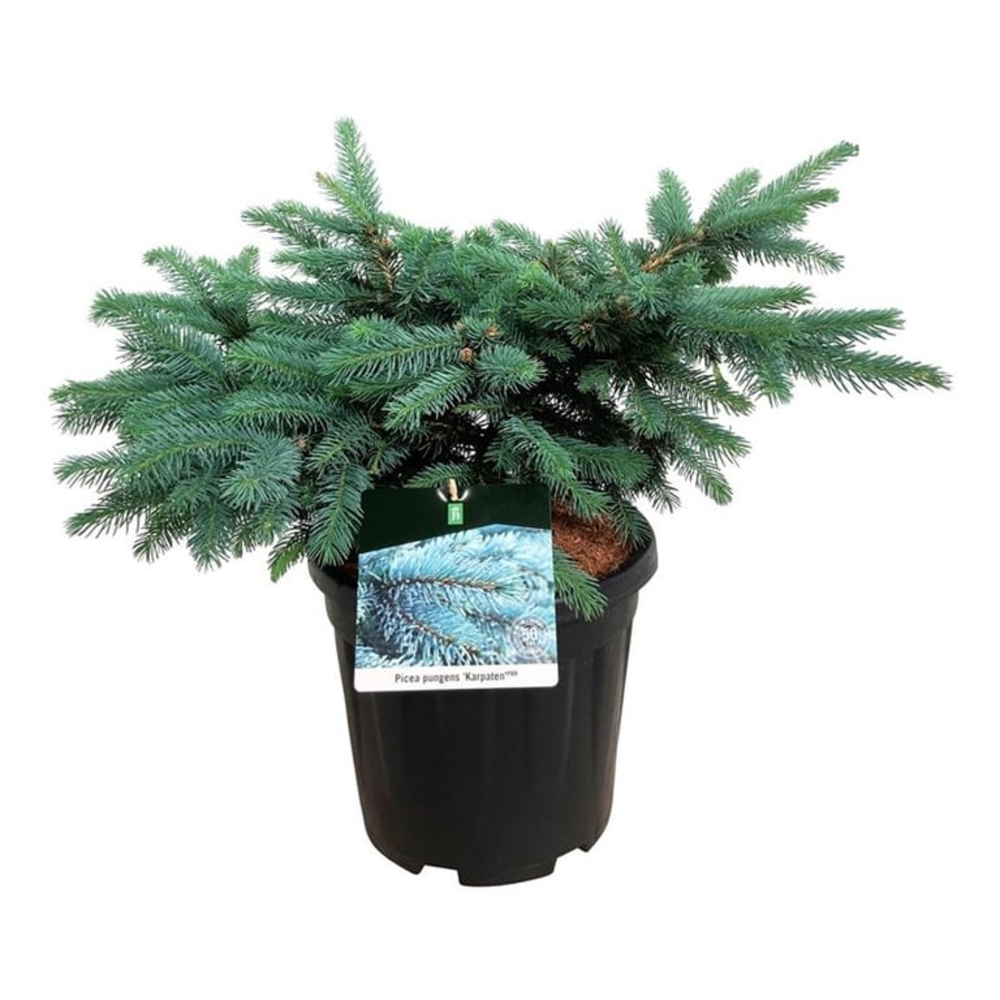 Picea pung. 'Karpaten' -R-.