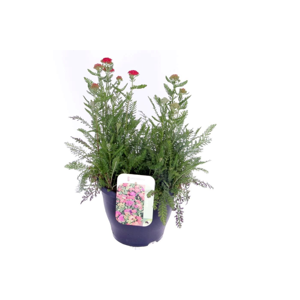 Achillea millefolium Milly Rock Mixmasters Dance.