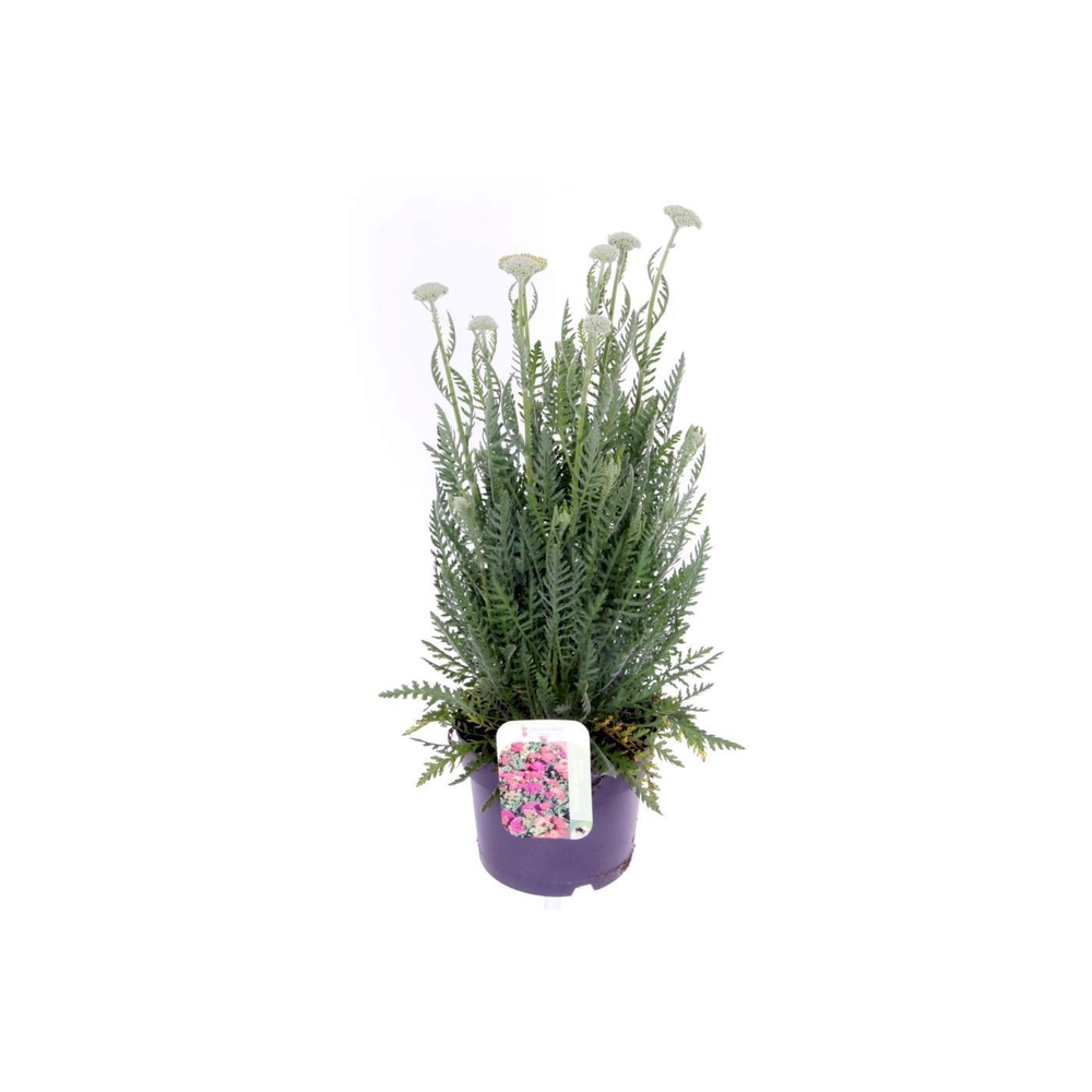 Achillea millefolium Milly Rock Mixmasters Dance.